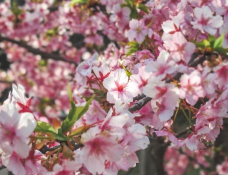 舞鶴公園南口近くの河津桜が満開