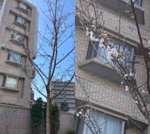 福岡市中央区六本松桜開花