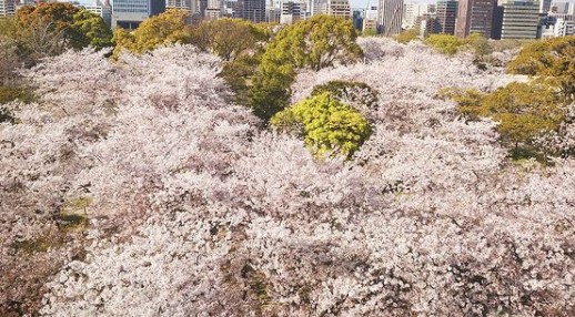 福岡の２０２１年桜開花予想