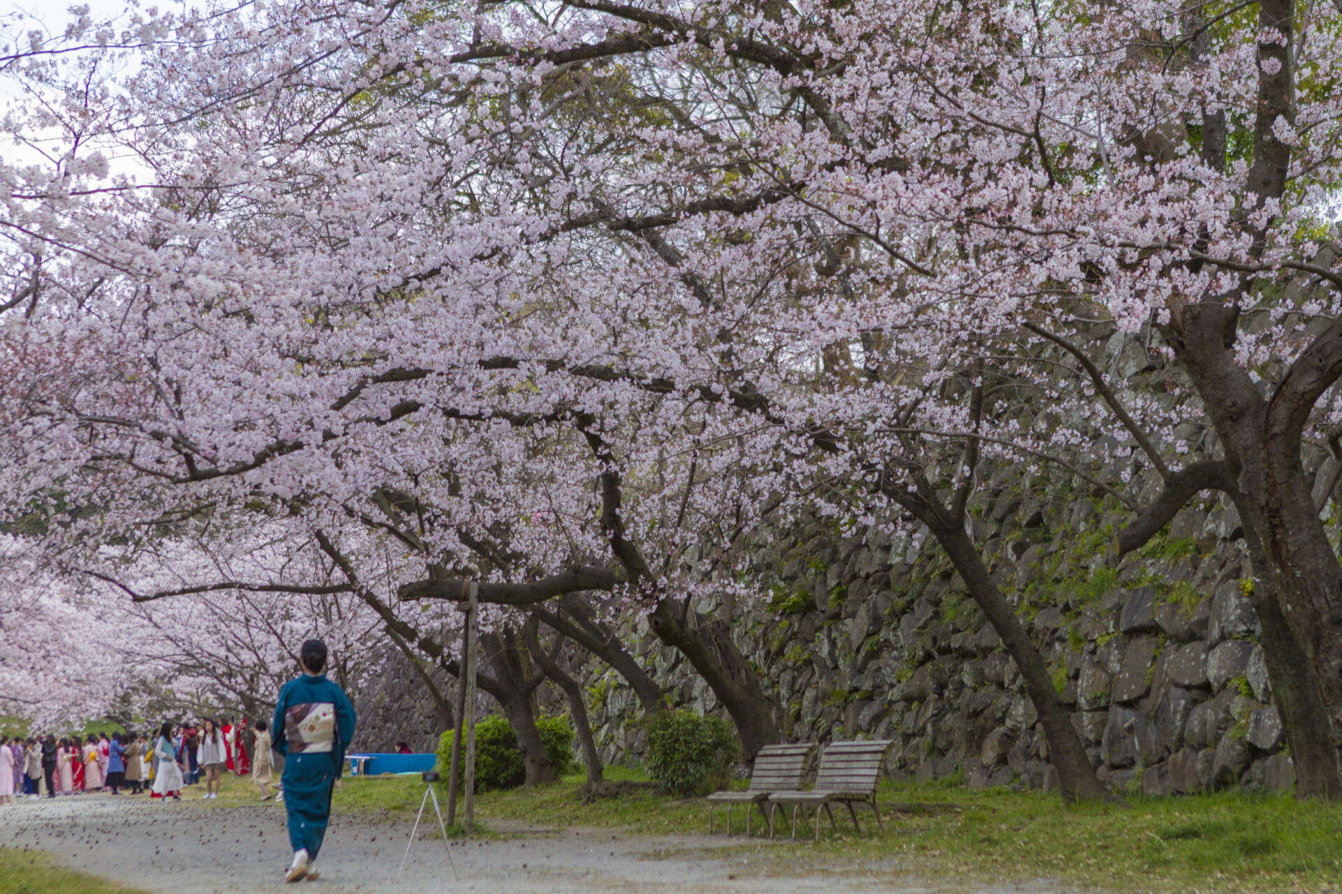 福岡　桜の開花予想