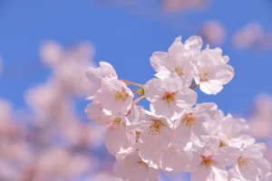 2024年 福岡県 桜開花予定！さくら